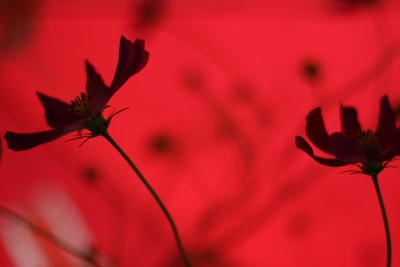 倾斜移位镜头中的红花